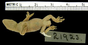 Media type: image;   Herpetology R-21923